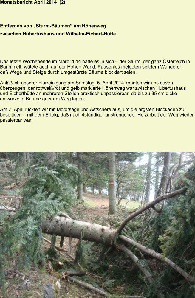 Monatsbericht April 2014  (2) Entfernen von „Sturm-Bäumen“ am Höhenweg zwischen Hubertushaus und Wilhelm-Eichert-Hütte Das letzte Wochenende im März 2014 hatte es in sich – der Sturm, der ganz Österreich in Bann hielt, wütete auch auf der Hohen Wand. Pausenlos meldeten seitdem Wanderer, daß Wege und Steige durch umgestürzte Bäume blockiert seien.  Anläßlich unserer Flurreinigung am Samstag, 5. April 2014 konnten wir uns davon überzeugen: der rot/weiß/rot und gelb markierte Höhenweg war zwischen Hubertushaus und Eicherthütte an mehreren Stellen praktisch unpassierbar, da bis zu 35 cm dicke entwurzelte Bäume quer am Weg lagen.  Am 7. April rückten wir mit Motorsäge und Astschere aus, um die ärgsten Blockaden zu beseitigen – mit dem Erfolg, daß nach 4stündiger anstrengender Holzarbeit der Weg wieder passierbar war.