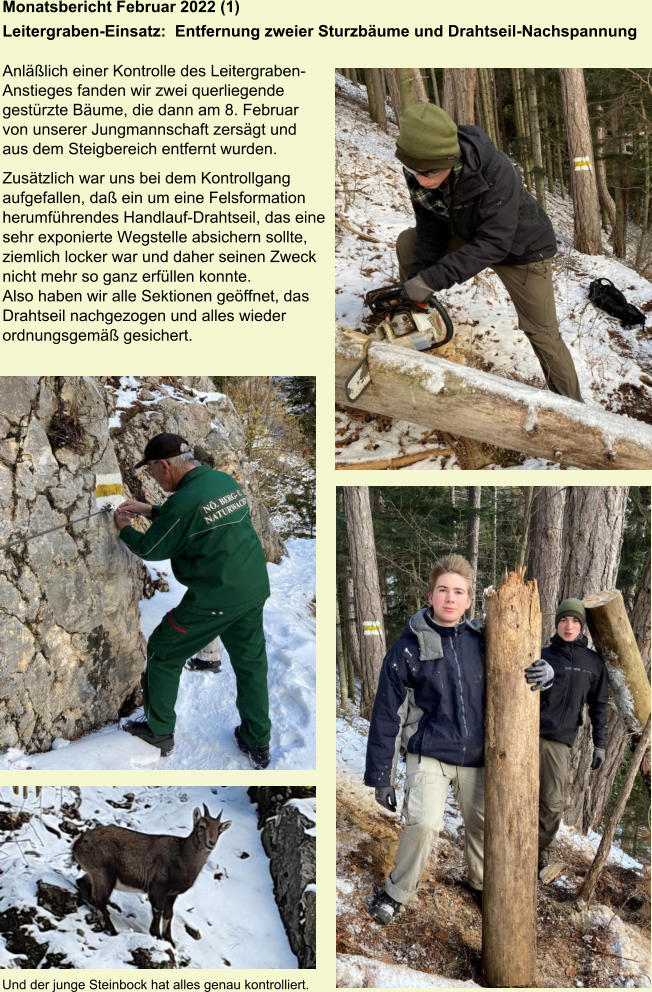 Monatsbericht Februar 2022 (1) Leitergraben-Einsatz:  Entfernung zweier Sturzbäume und Drahtseil-Nachspannung   Anläßlich einer Kontrolle des Leitergraben- Anstieges fanden wir zwei querliegende  gestürzte Bäume, die dann am 8. Februar  von unserer Jungmannschaft zersägt und  aus dem Steigbereich entfernt wurden. Zusätzlich war uns bei dem Kontrollgang  aufgefallen, daß ein um eine Felsformation  herumführendes Handlauf-Drahtseil, das eine  sehr exponierte Wegstelle absichern sollte,  ziemlich locker war und daher seinen Zweck  nicht mehr so ganz erfüllen konnte.  Also haben wir alle Sektionen geöffnet, das  Drahtseil nachgezogen und alles wieder  ordnungsgemäß gesichert. Und der junge Steinbock hat alles genau kontrolliert.