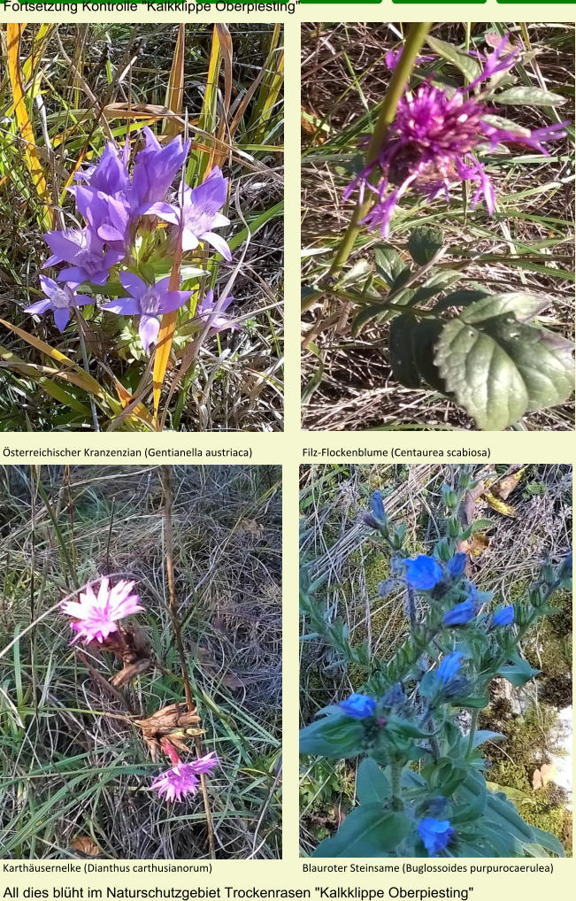 Fortsetzung Kontrolle "Kalkklippe Oberpiesting" Österreichischer Kranzenzian (Gentianella austriaca) Filz-Flockenblume (Centaurea scabiosa) Karthäusernelke (Dianthus carthusianorum) Blauroter Steinsame (Buglossoides purpurocaerulea) All dies blüht im Naturschutzgebiet Trockenrasen "Kalkklippe Oberpiesting"